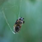 Ein Gaumenschmaus für Fliegen