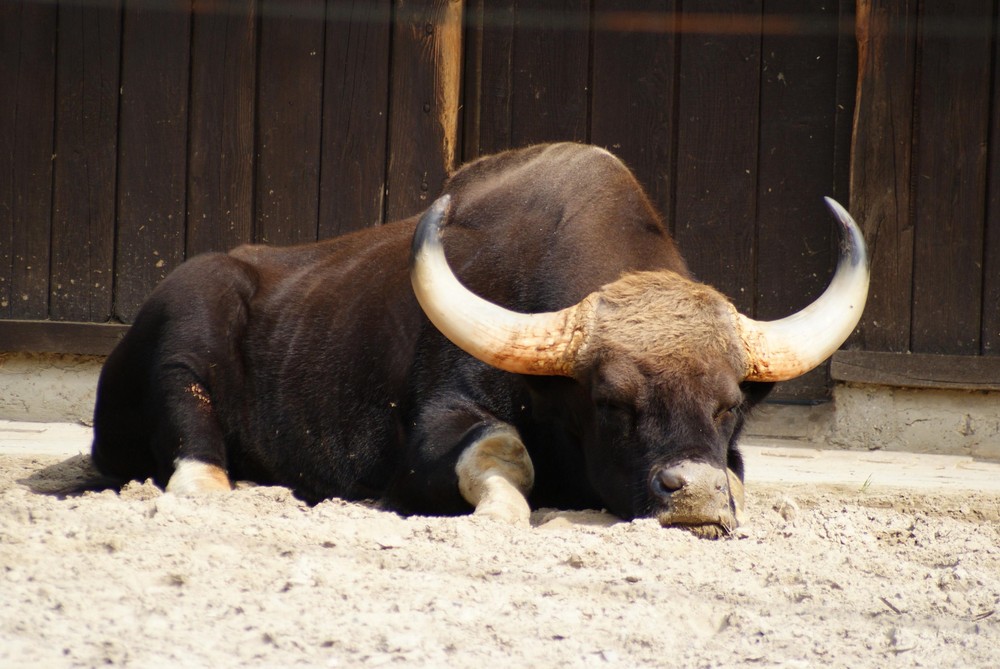 Ein Gaur