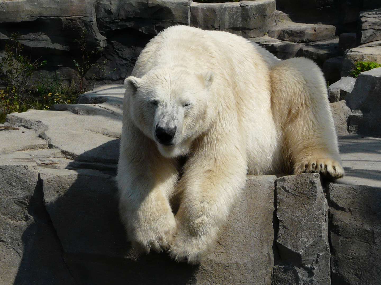 Ein gechillter Eisbär