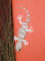 Ein Gecko an der Hauswand