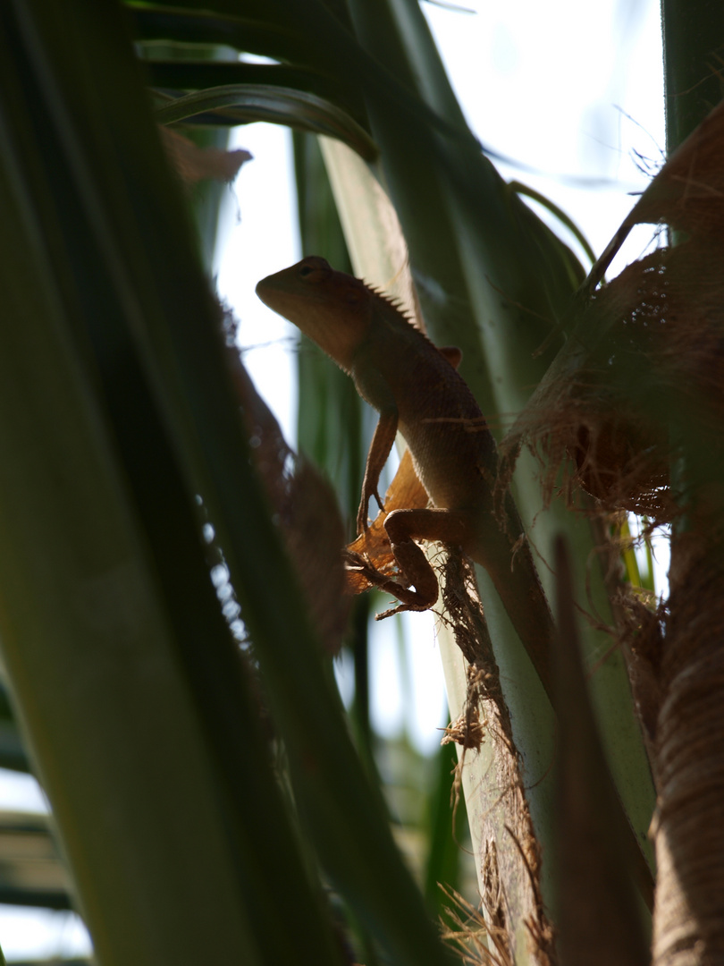 Ein Gecko in der Palme