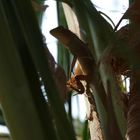 Ein Gecko in der Palme