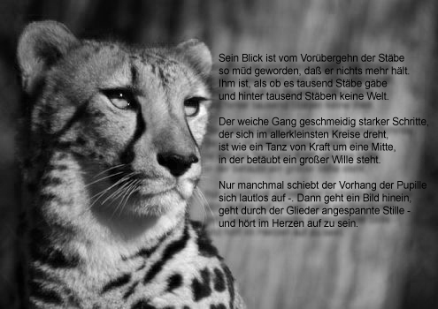 Ein Gedicht Von Rilke Der Panther Foto Bild Sonstiges Ge Zerstorte Natur Natur Bilder Auf Fotocommunity