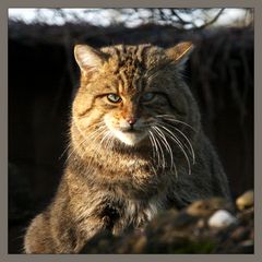 ein gefährlich braves Wildkatzenportrait...