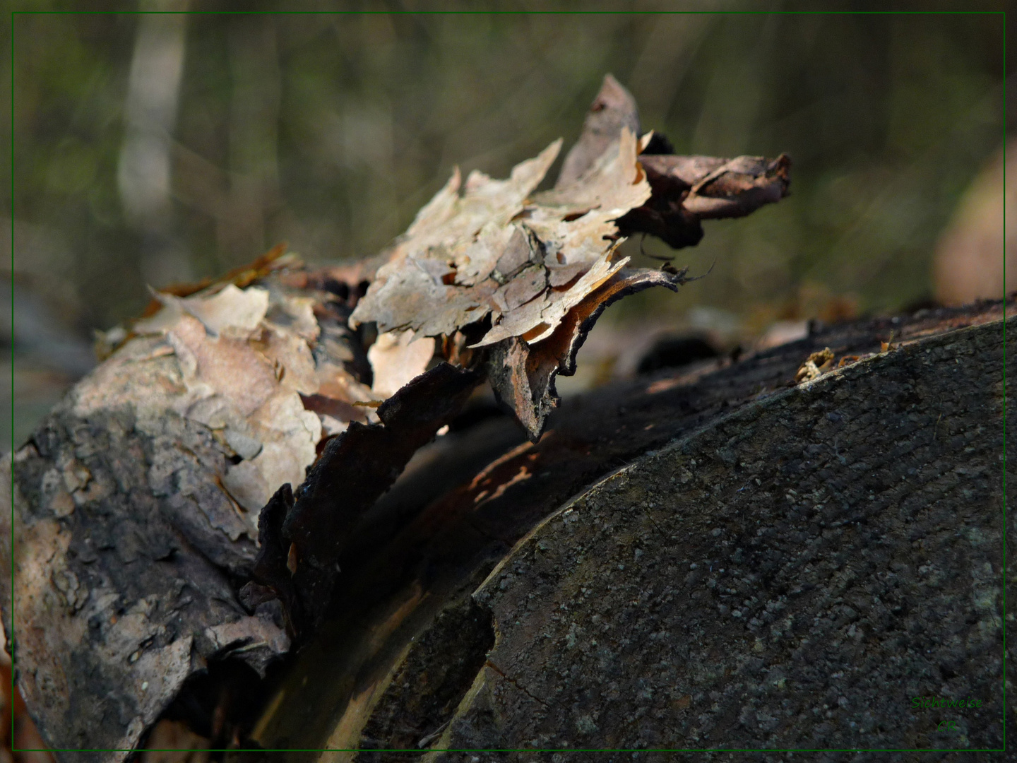 Ein gefällter Baum wirft keinen Schatten.