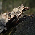 Ein gefällter Baum wirft keinen Schatten.