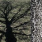 ... ein gefällter Baum wirft keinen Schatten