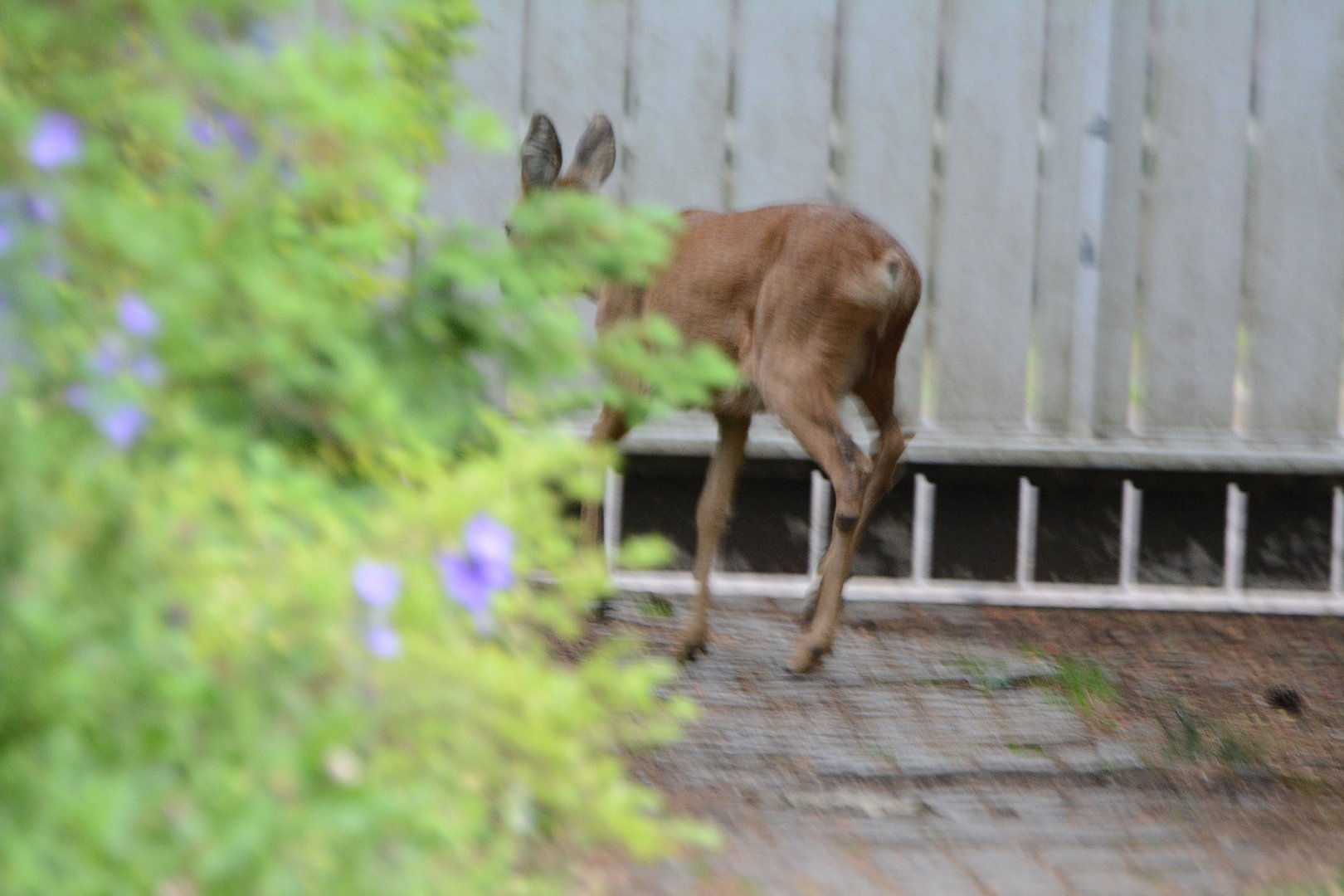 Ein gefangenes Reh im Garten