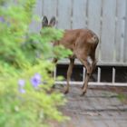 Ein gefangenes Reh im Garten