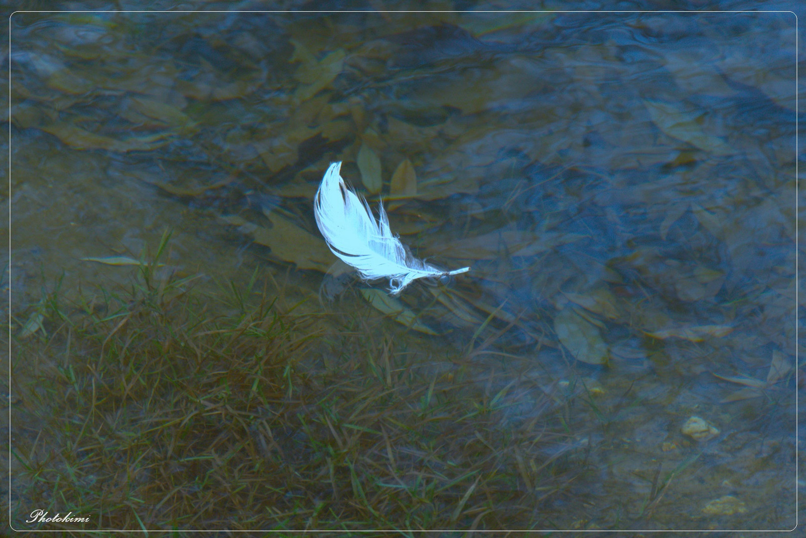 Ein Gefieder auf dem Wasser (II)