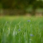 Ein Gefühl von Sommer