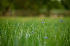 Ein Gefühl von Sommer