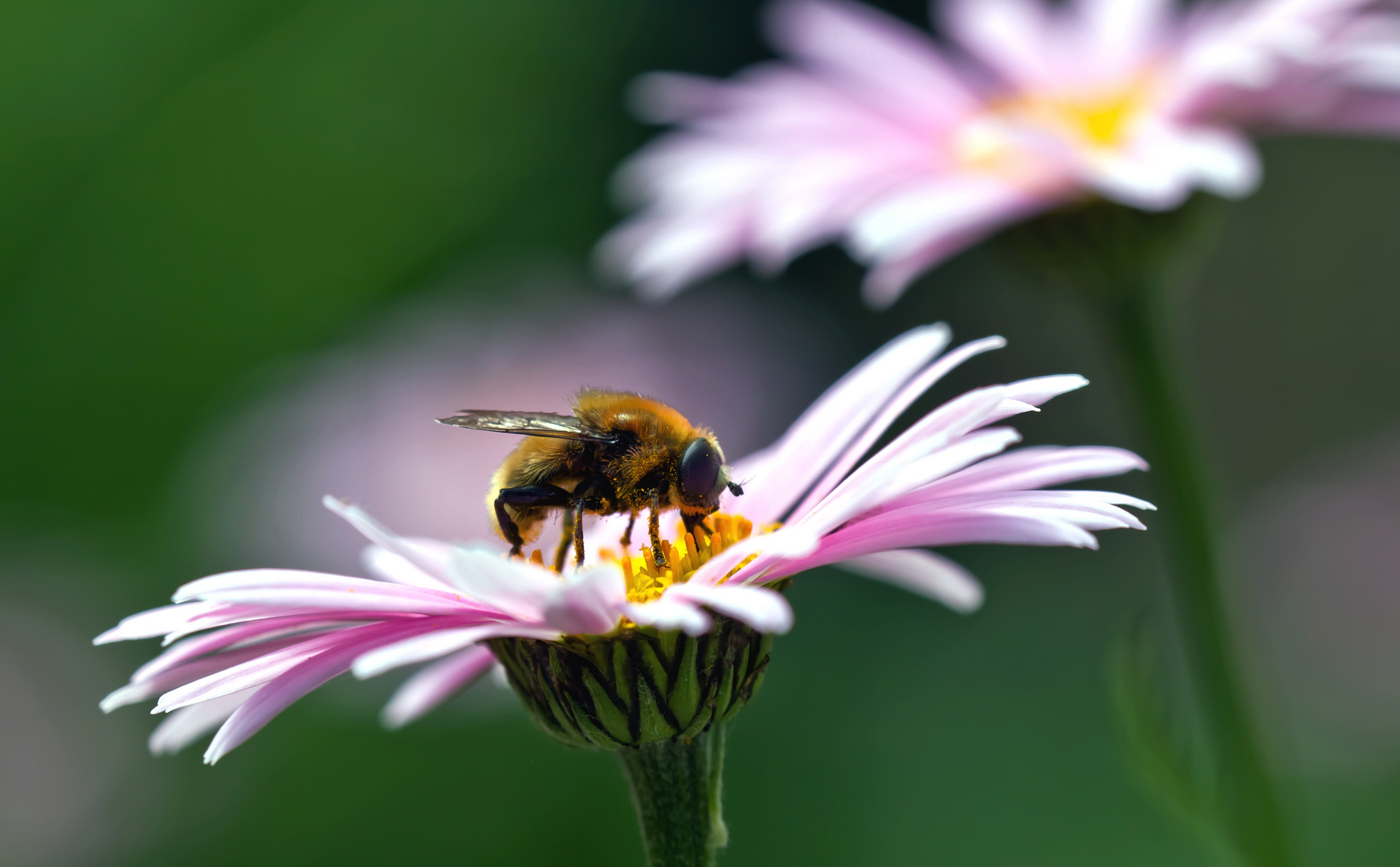 Ein Gefühl von Sommer