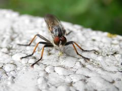 Ein geglückter Raubzug - Strauchdieb mit seiner Beute