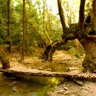 Ein Geheimnisvoller Wald