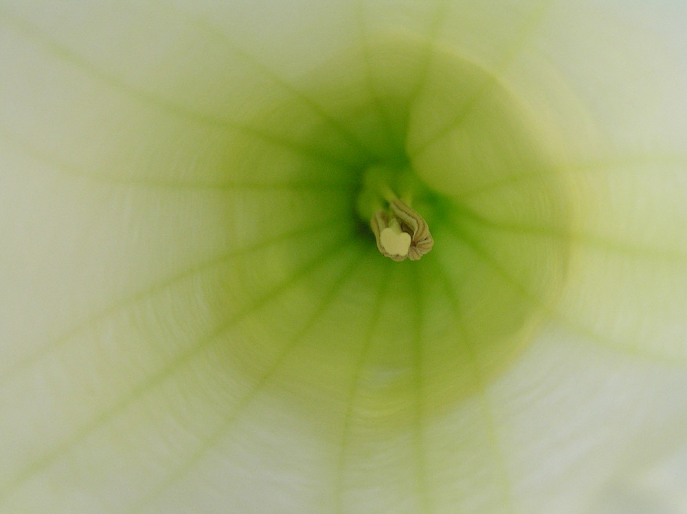 Ein geheimnisvolles Geschöpf der Natur