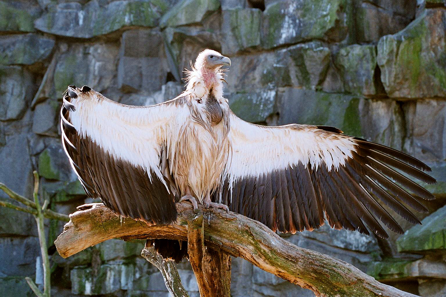 Ein Geier beim Sonnenbaden.