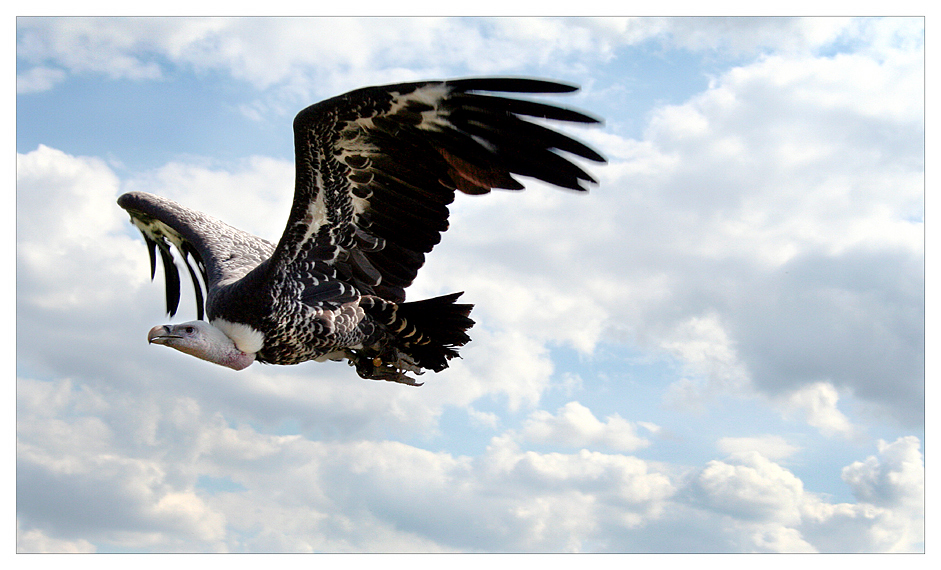 Ein Geier im Flug