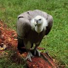 Ein Geier im Nationalpark Bayerischer Wald