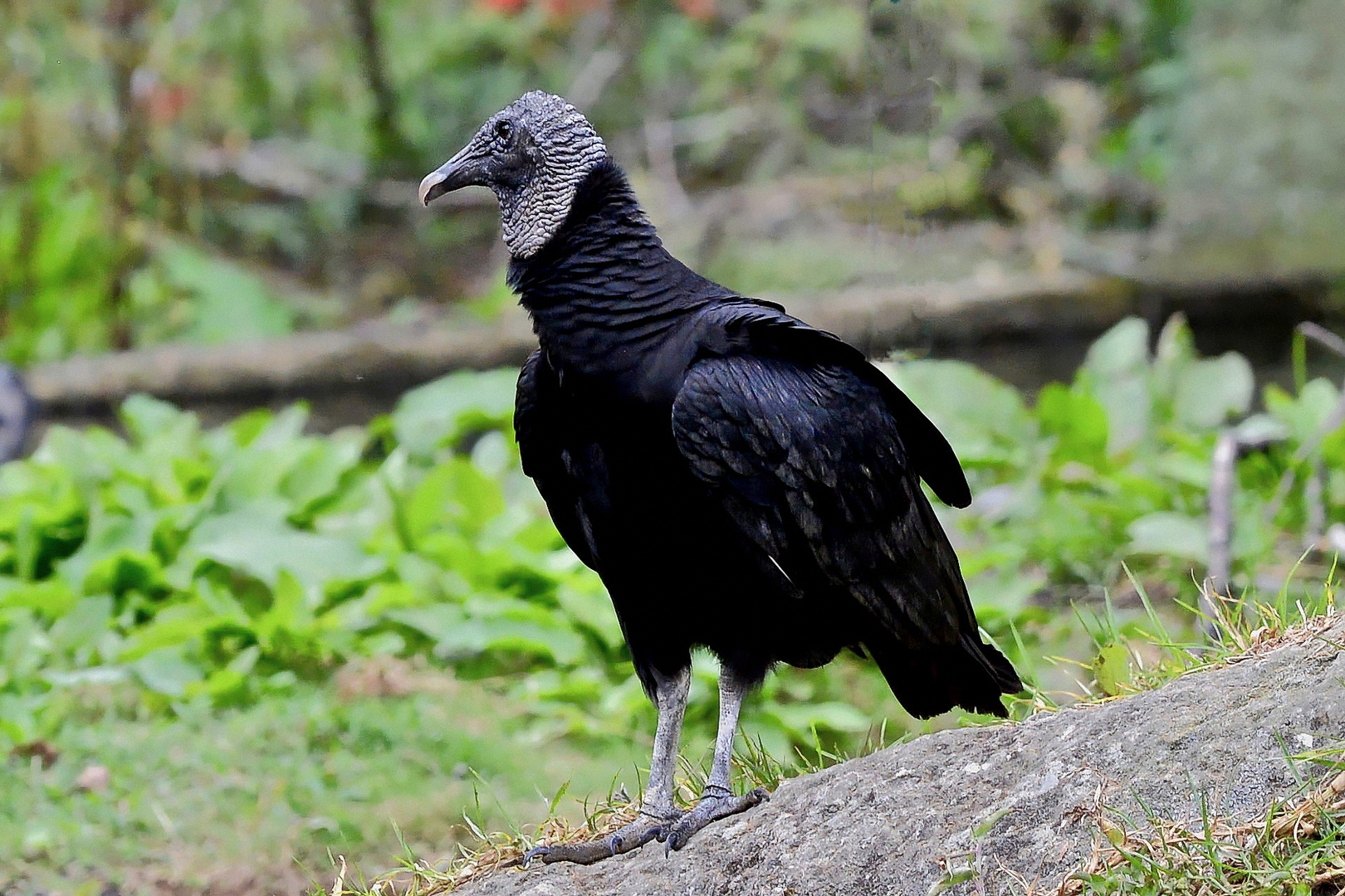 Ein Geier in Costa Rica