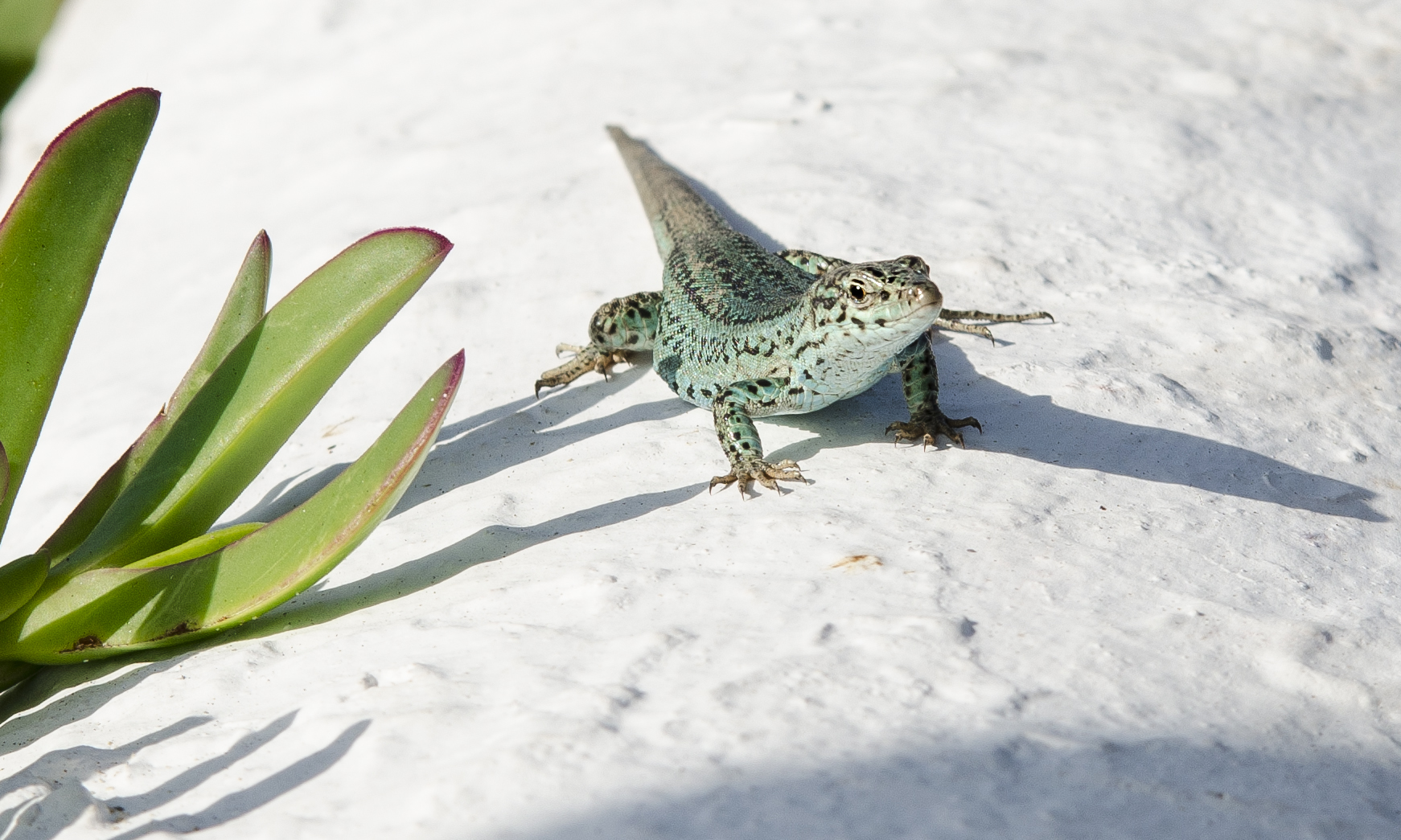 Ein Gekko auf der Mauer