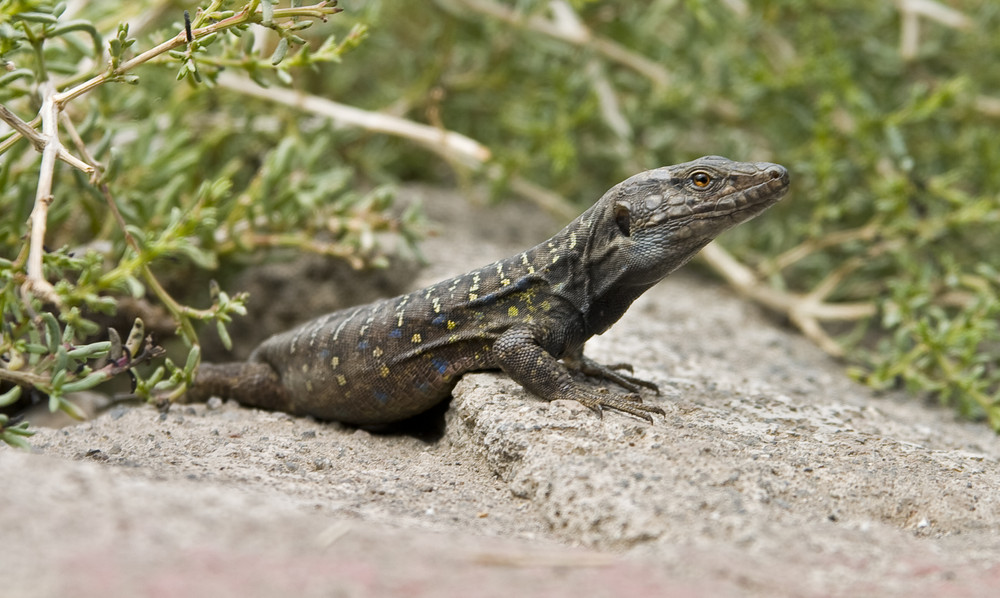 Ein Gekko guckt