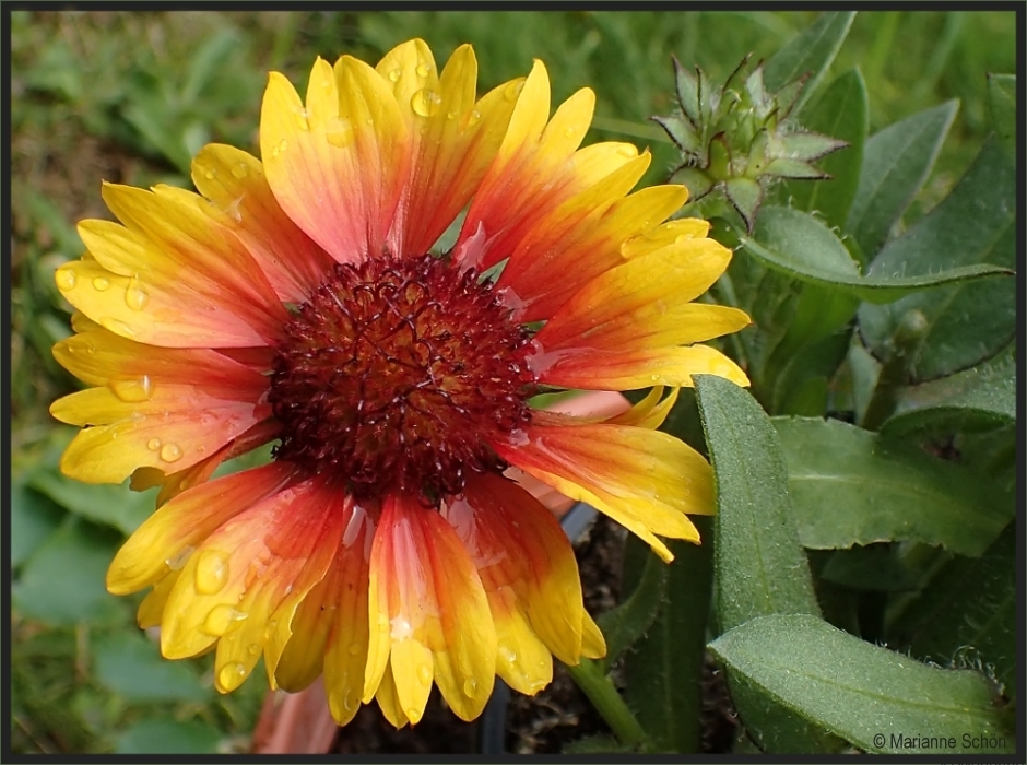 Ein gekühltes Wochenend-Blümchen...