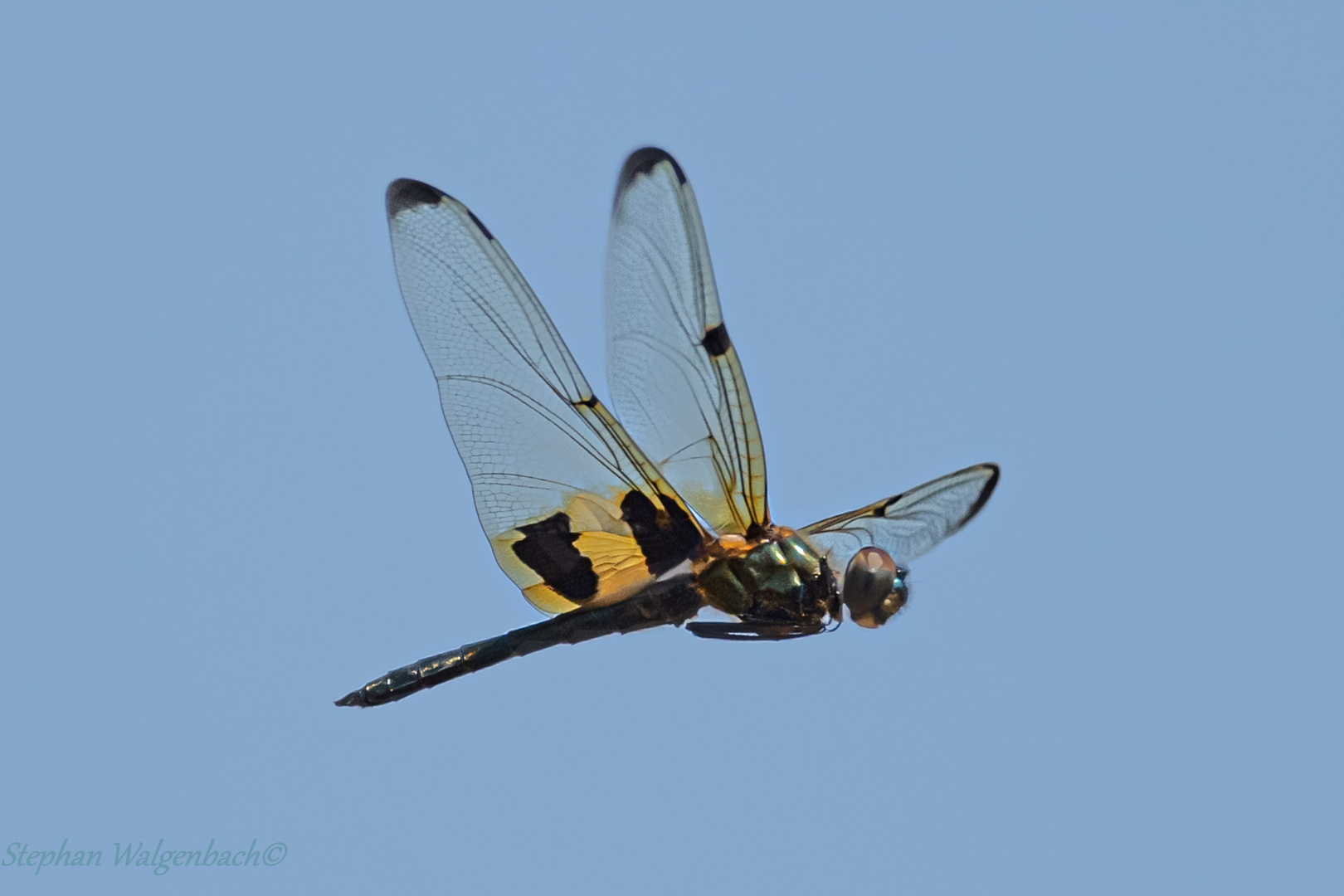 Ein gelb-gestreifter Flatterer (Rhyothemis phyllis)