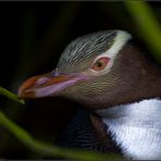 ein  gelbaugenpinguin