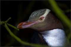 ein  gelbaugenpinguin