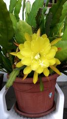 Ein gelber Blattkaktus (Epiphyllum-Hybride) - Göfis, 1.6.2016