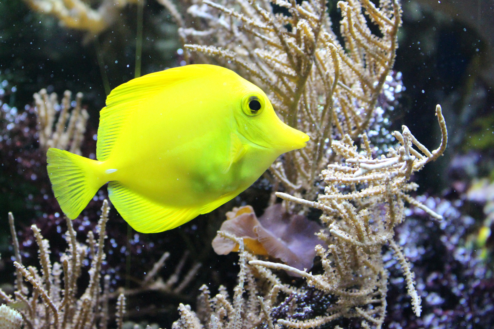Ein gelber Doktorfisch