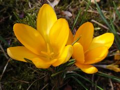 Ein gelber Farbtupfer im winterlichen Garten