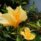 Ein gelber Hibiskus.