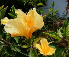 Ein gelber Hibiskus.