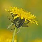 Ein Gelber - inter pares  Taraxacum