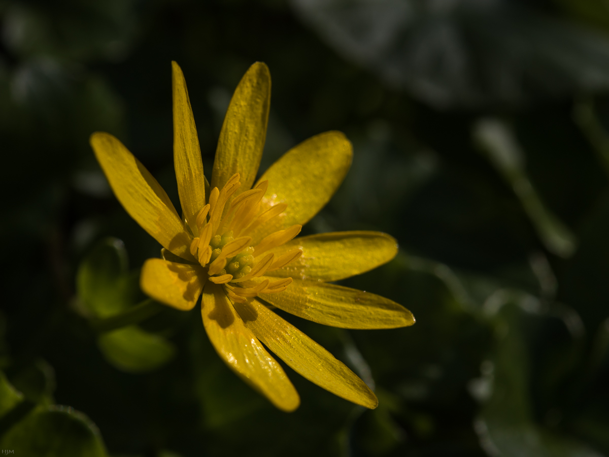 Ein gelbes Blümchen in der Sonne