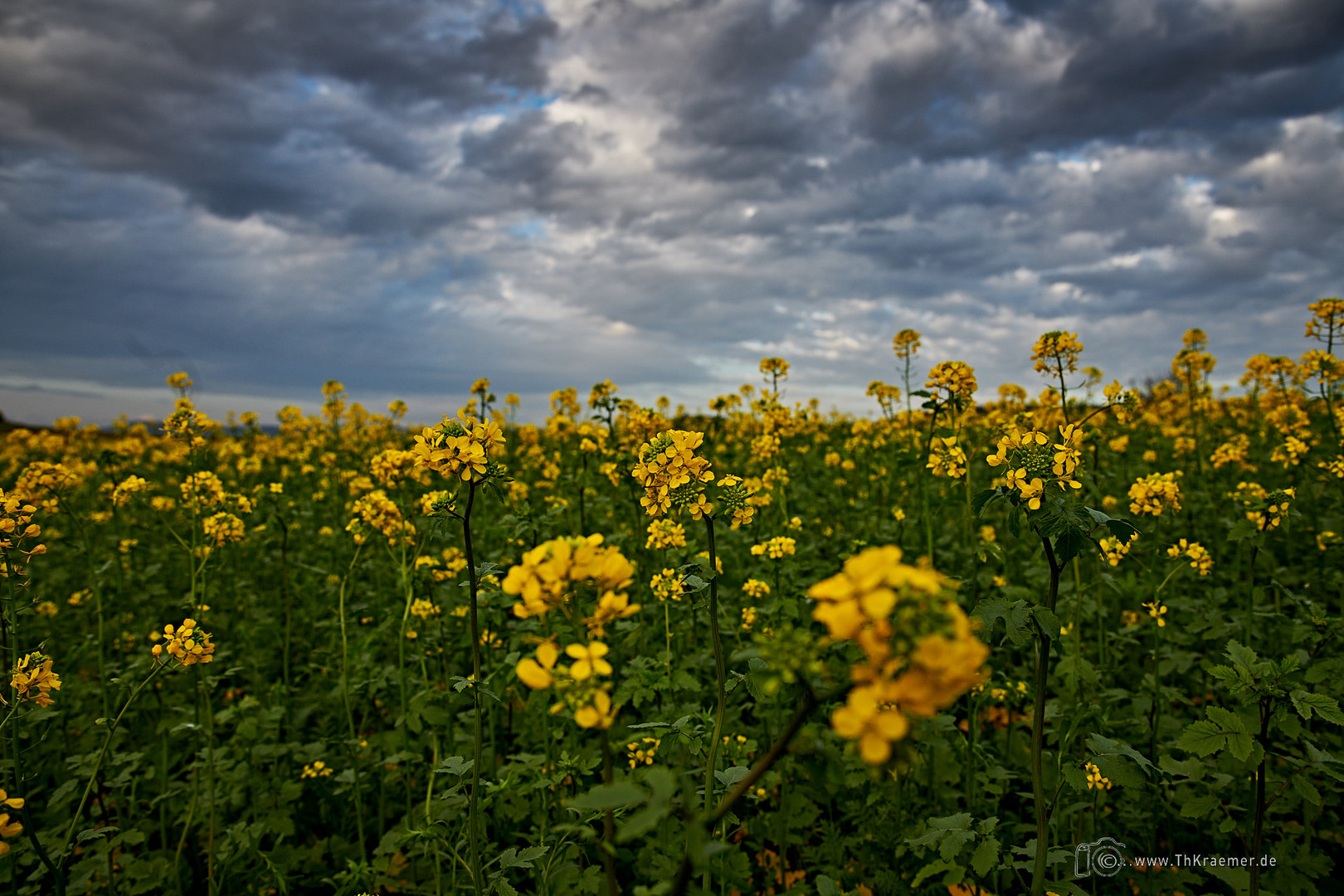 Ein Gelbes Feld im Herbst - D85_1158