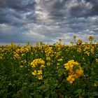 Ein Gelbes Feld im Herbst - D85_1158