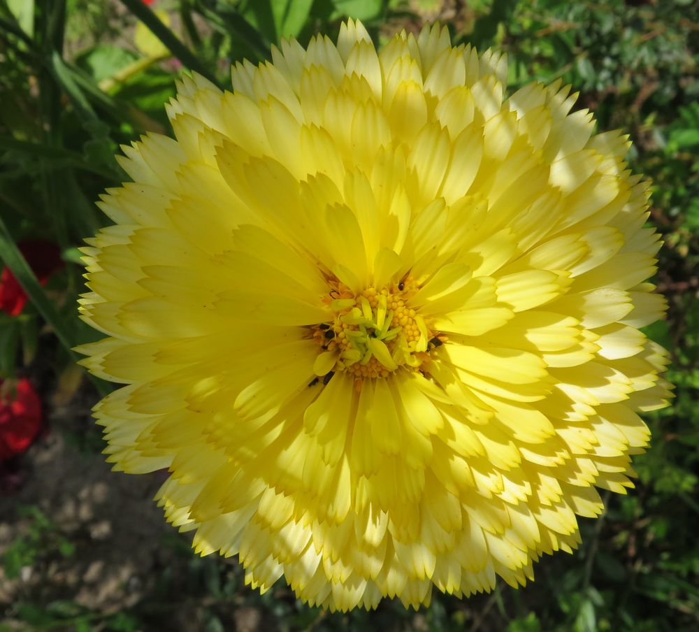 Ein   gelbes Mittwochsblümchen  in Licht und Schatten