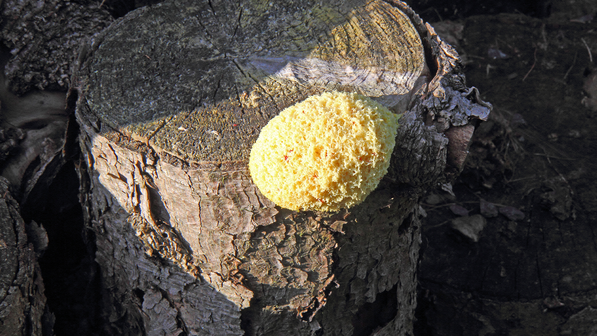 Ein "Gelbes Riesenei" und solche möglichen Pilze? habe ich im Garten noch nie gesehen