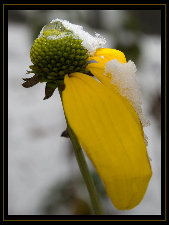 ...ein gelbes von schneekristall ganz leicht geschützt...