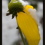 ...ein gelbes von schneekristall ganz leicht geschützt...