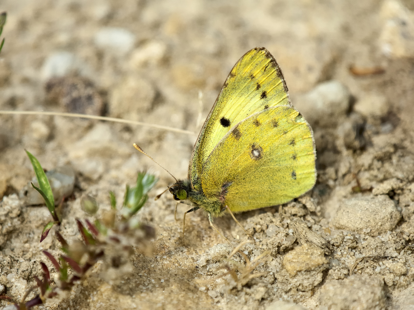 ein Gelbling ( Colias .......)