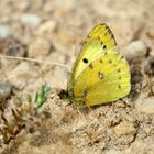 ein Gelbling ( Colias .......)