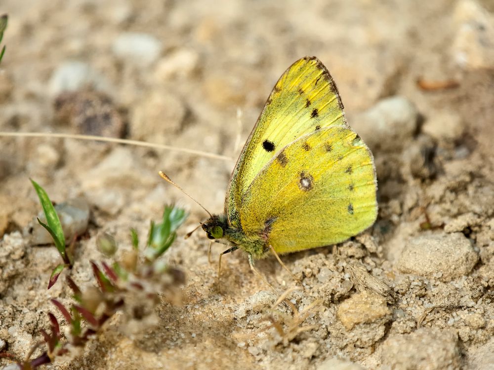 ein Gelbling ( Colias .......)