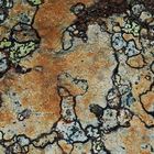 Ein Gemälde aus dem Flechtenparadies! - Les lichens sont des artistes...