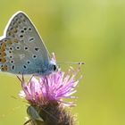 Ein gemeiner Bläuling am Abend auf der Wiese