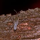 Ein Gemeiner Wasserläufer, Gerris lacustris - ...