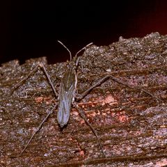 Ein Gemeiner Wasserläufer, Gerris lacustris - ...